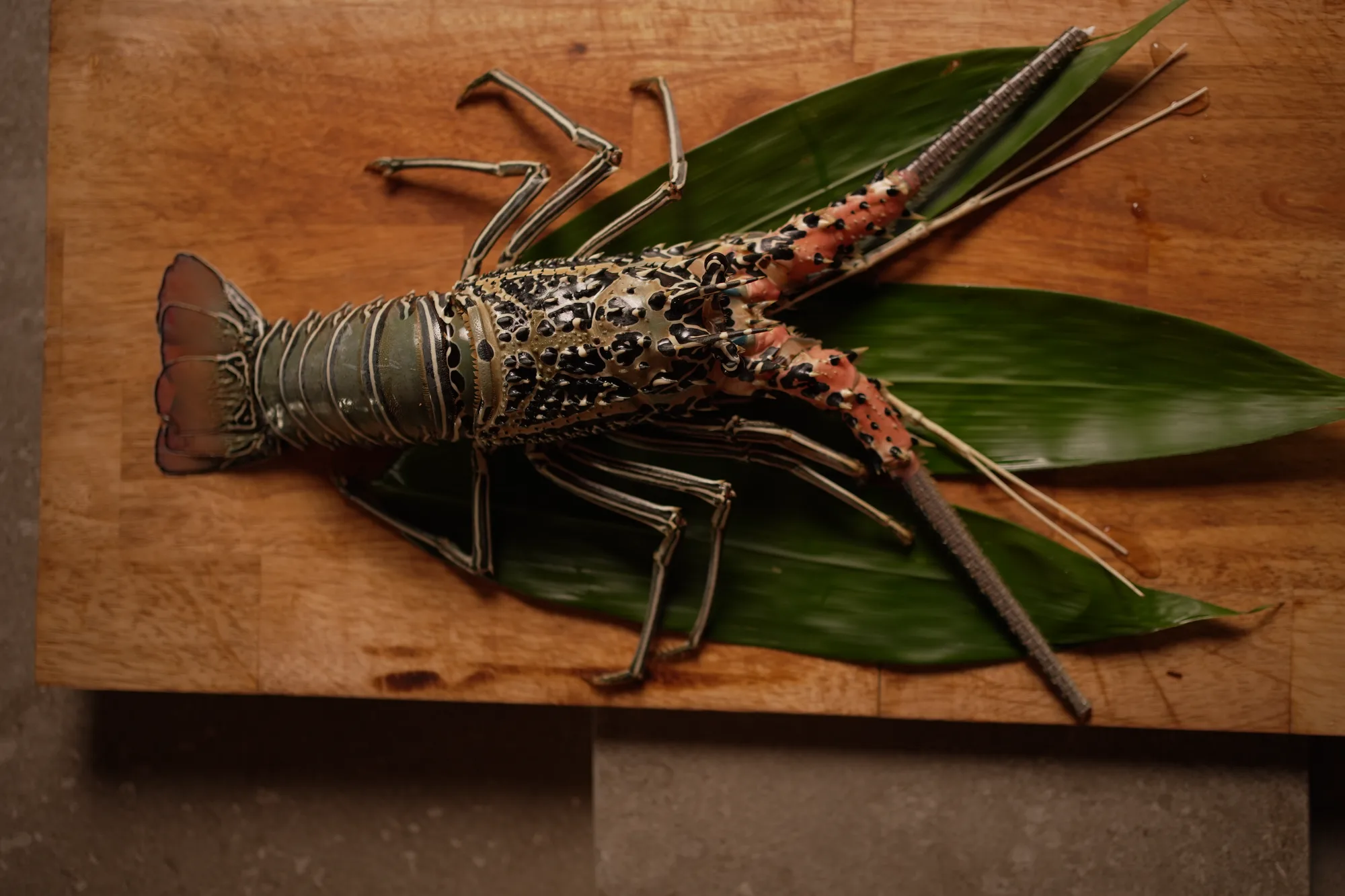 Fresh spiny lobster presented at Shun Omakase Counter in Berawa, Canggu